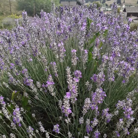 Agroturism Casa Bori Farm stay Gura Humorului
