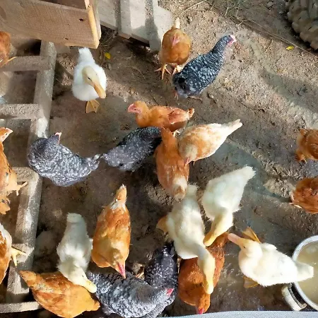 Agroturism Casa Bori Farm stay